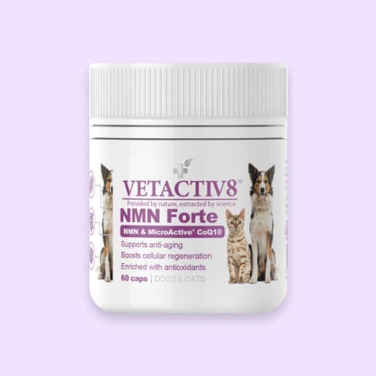 [공용] 벳액티브8 NMN Forte(엔엠엔 포르테) 60캡슐 (항산화/항노화 보조제)