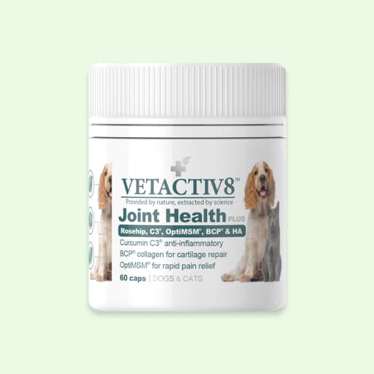 [공용] 벳액티브8 조인트 헬스 플러스 60캡슐